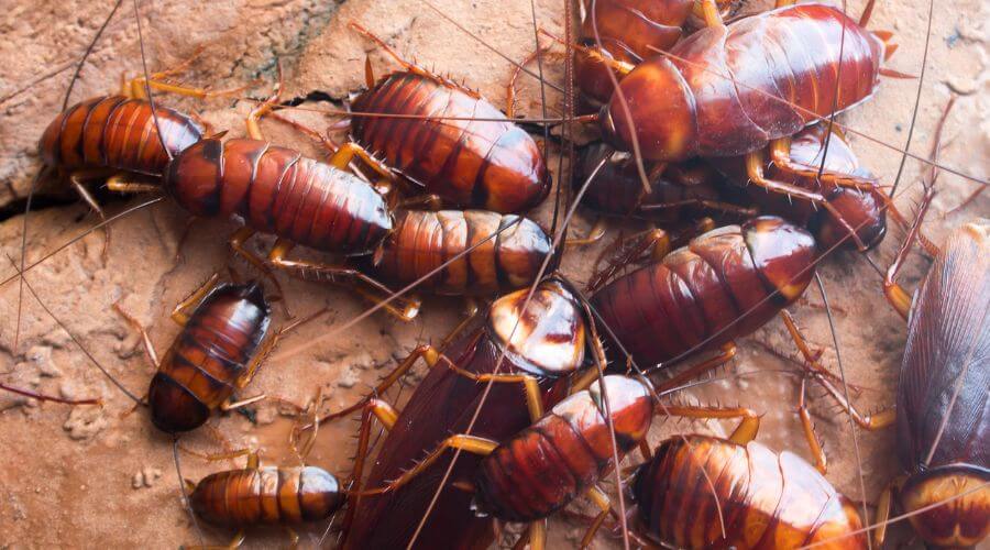 Professional 24 hour pest control services in Myrtle Beach